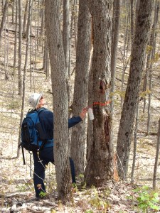 Treemarking, central Ontario